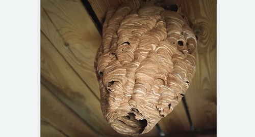 Обработка от шершней в Немане