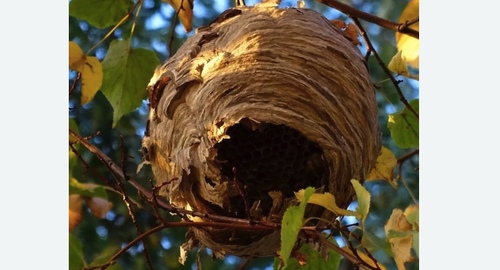 Уничтожение шершней в Немане