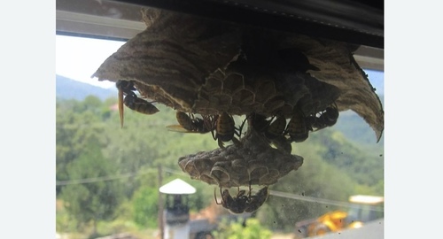 Уничтожение гнёзд шершней в Немане