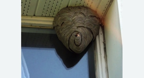 Уничтожение ос в Немане