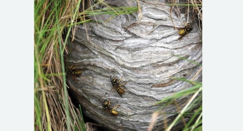 Уничтожение ос и ульев в Немане