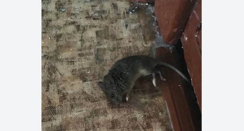 Дезинфекция от мышей в Немане