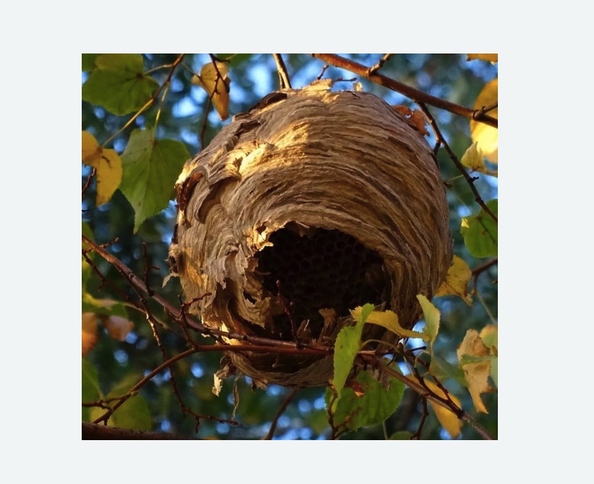 Обработка от шершней в Немане