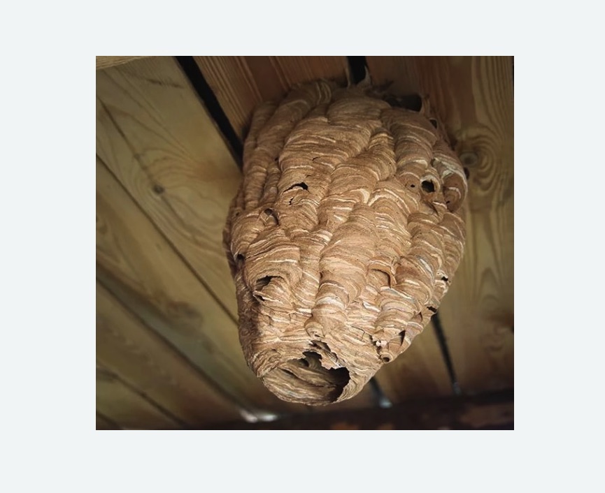 обработка от шершней в Немане