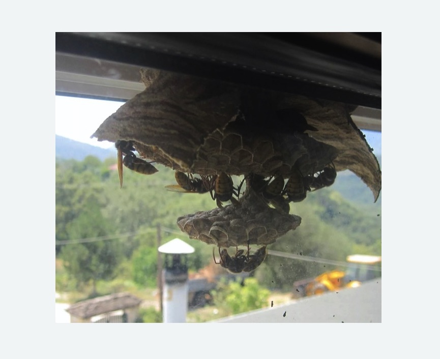 Уничтожение гнёзд шершней в Немане