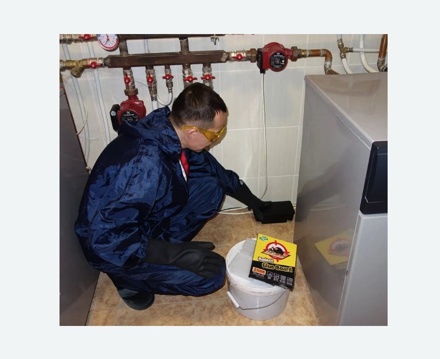 Уничтожение крыс в Немане